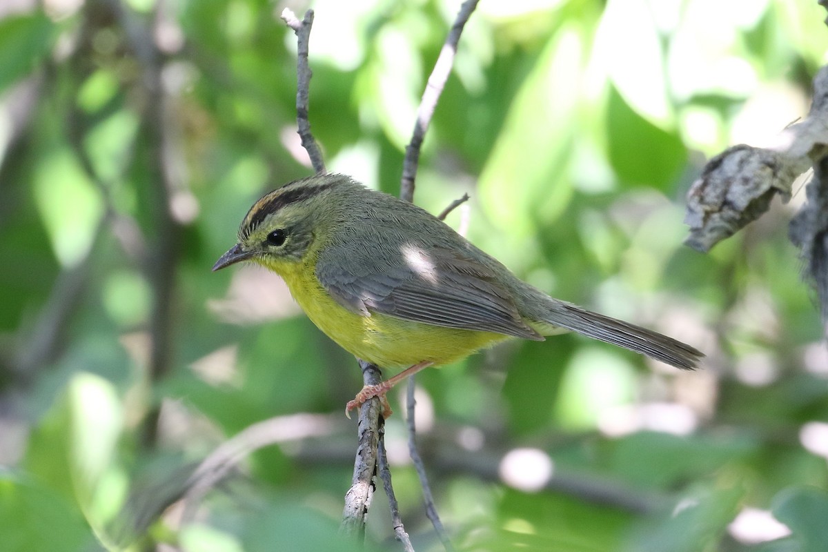 Golden-crowned Warbler - ML100705271