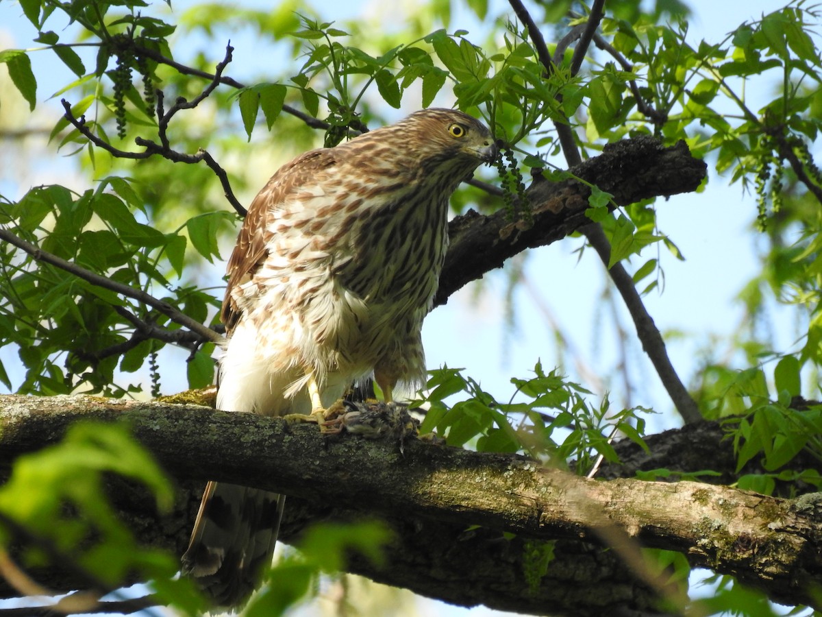 Cooper's Hawk - ML100707621