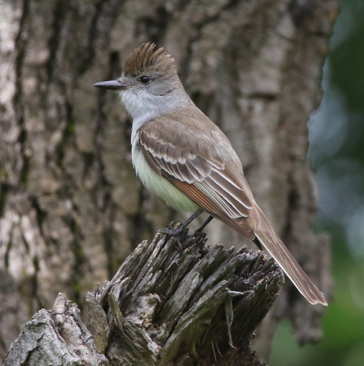 Ash-throated Flycatcher - ML100707641