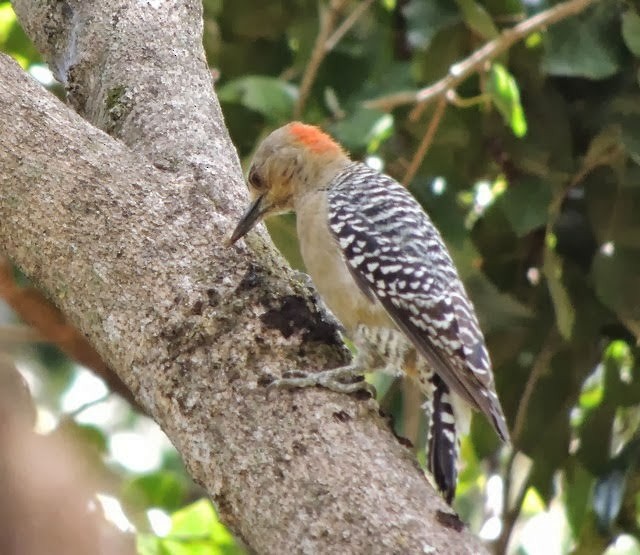 Red-crowned Woodpecker - ML100708711