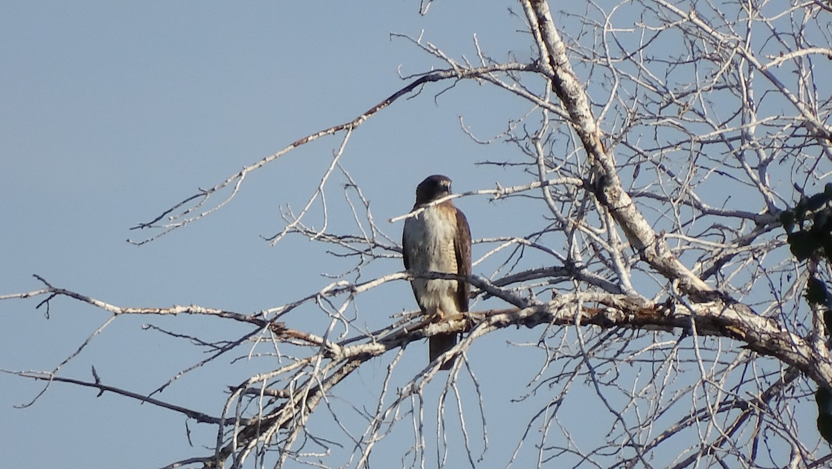 Swainson's Hawk - ML100708831