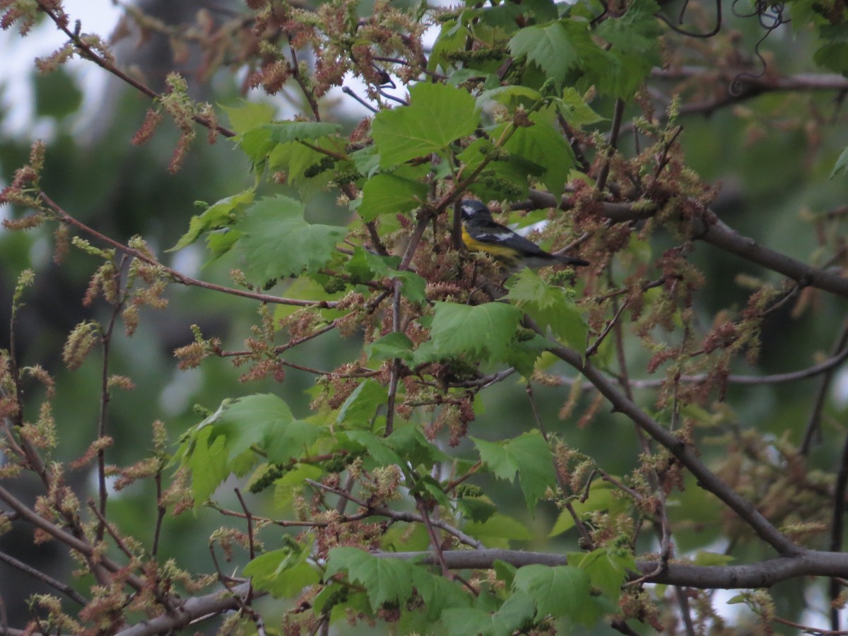 Magnolia Warbler - Ben West