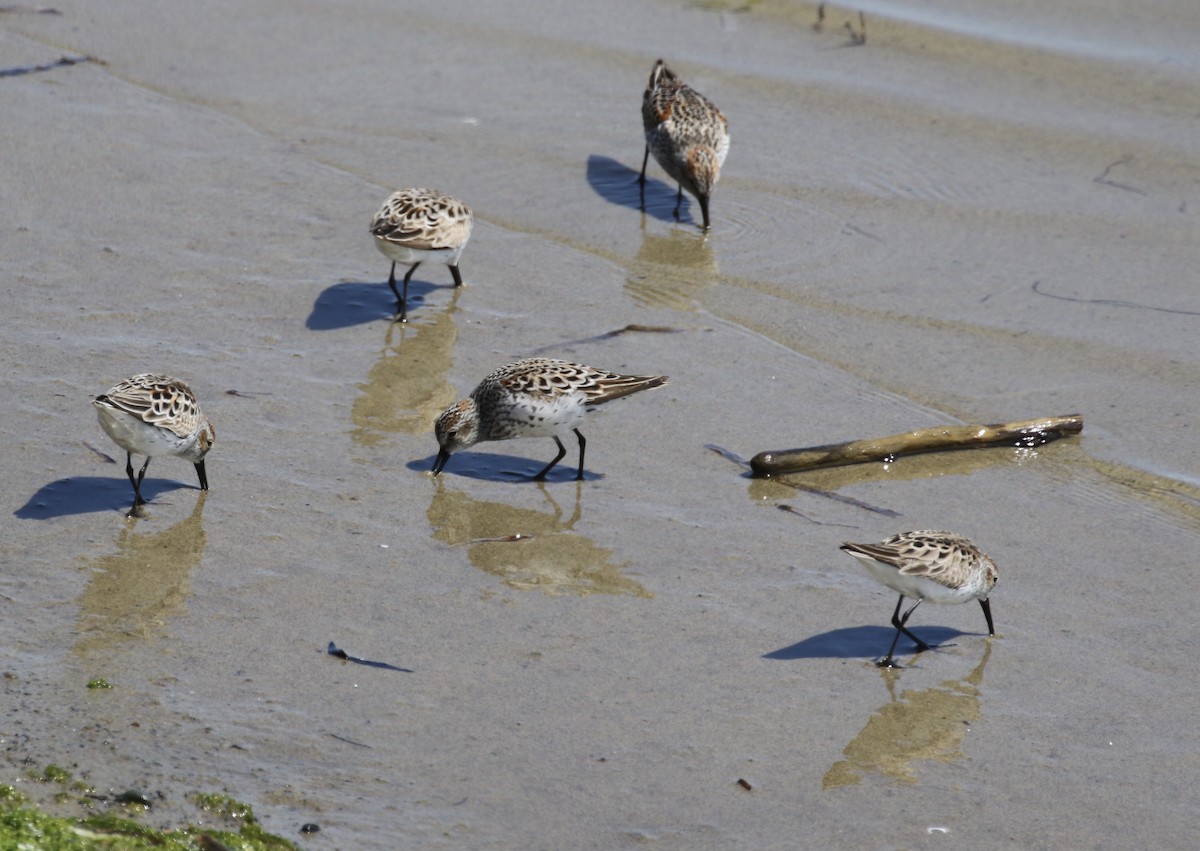 Western Sandpiper - ML100711991