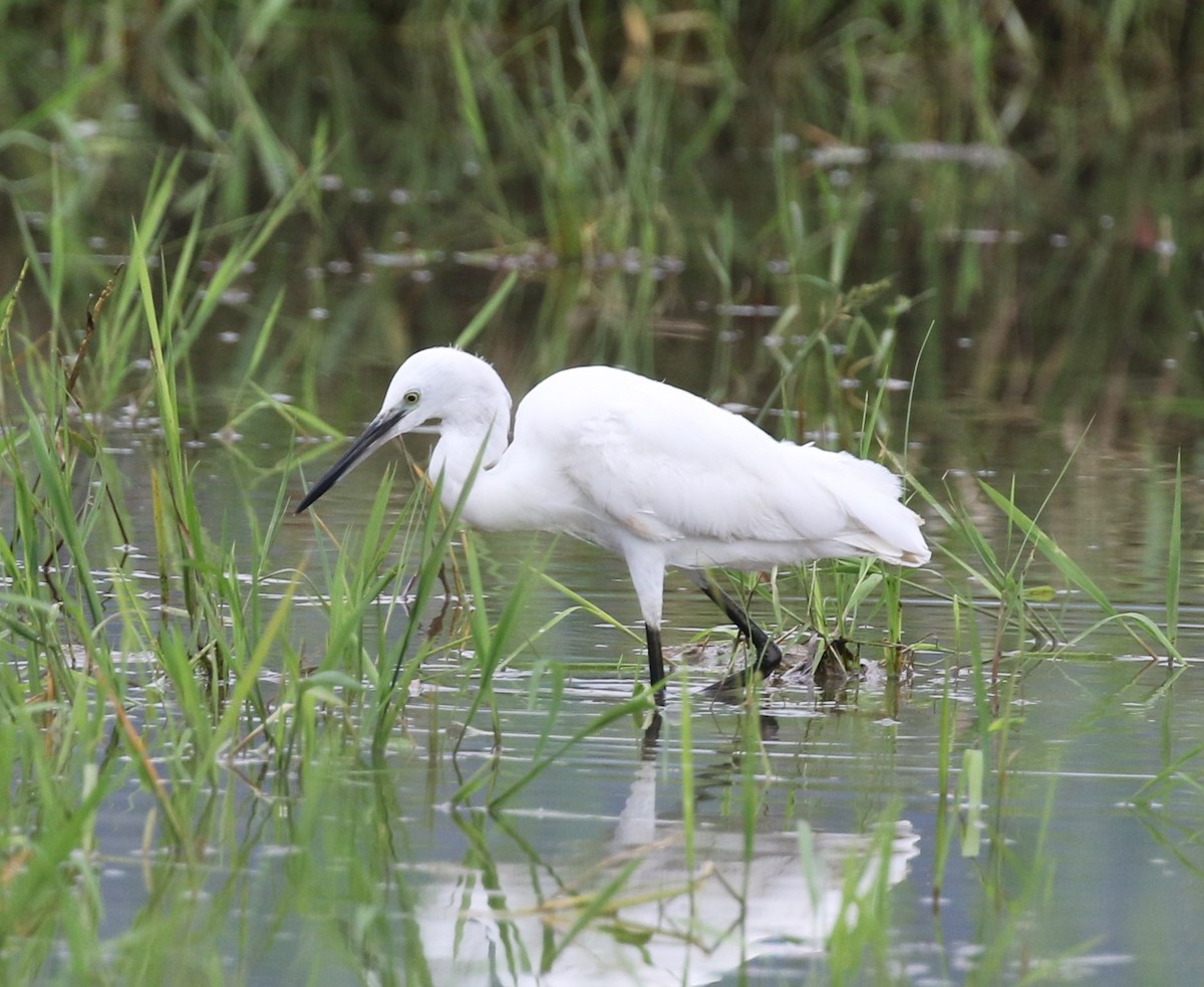 Little Egret - ML100712491