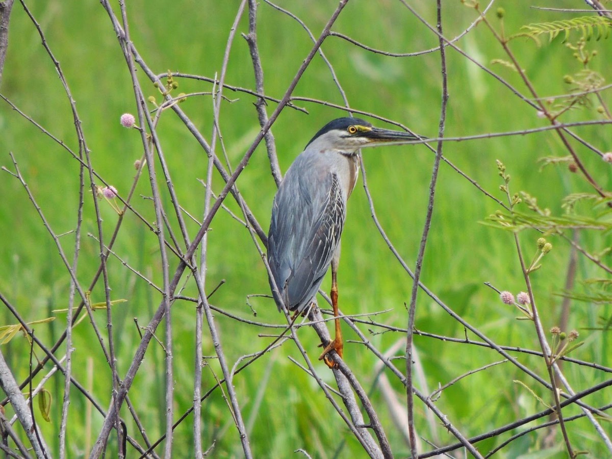 Striated Heron - ML100712871