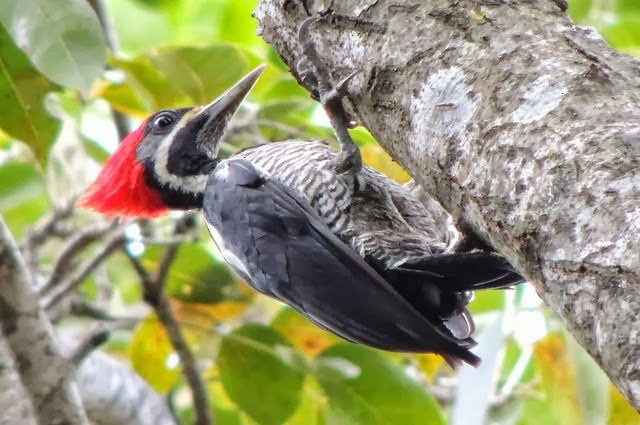 Lineated Woodpecker - ML100714541