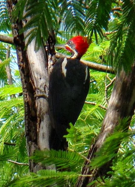 Lineated Woodpecker - ML100714651