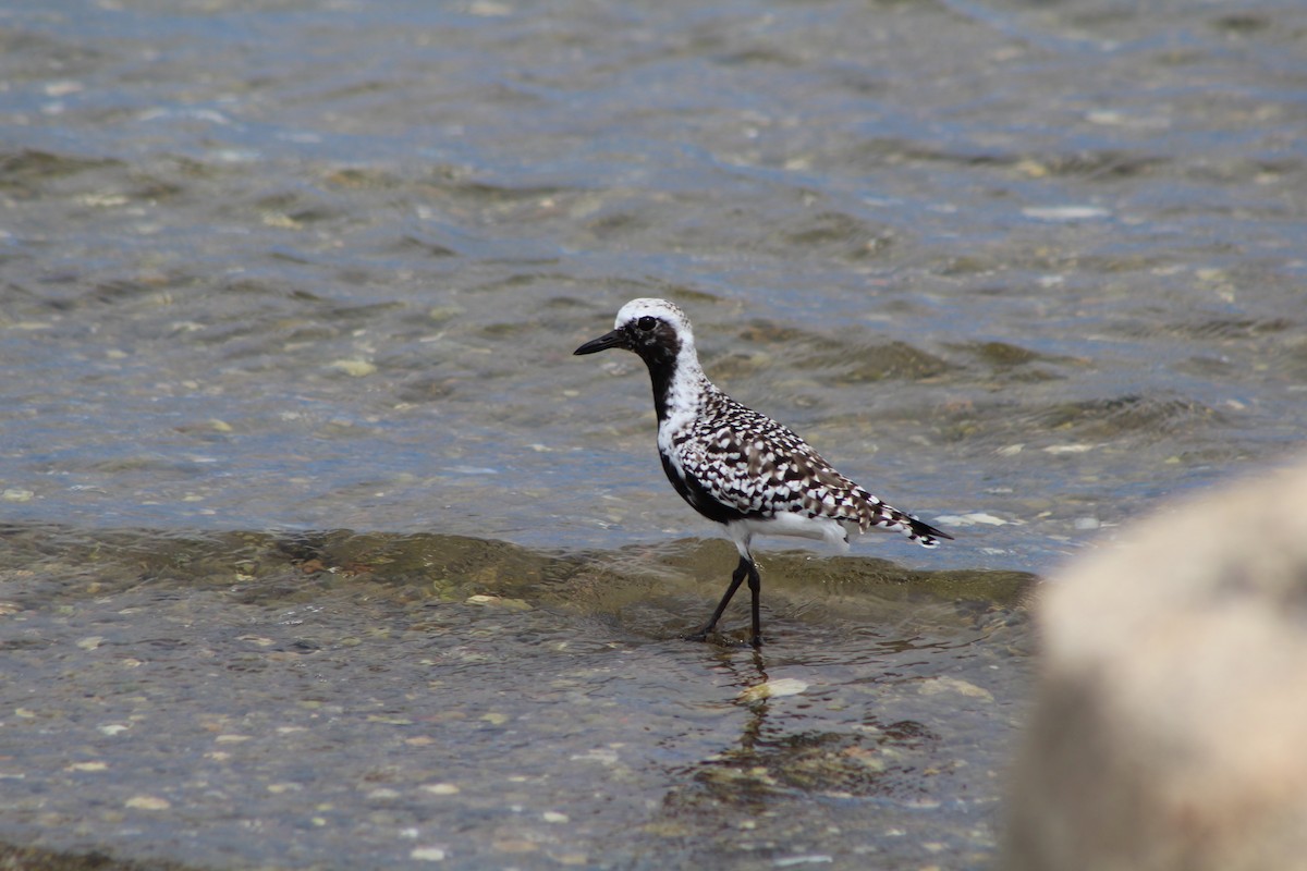 Black-bellied Plover - ML100717121