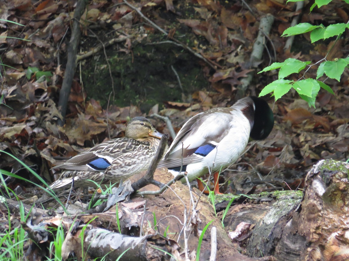 Mallard - ML100718011