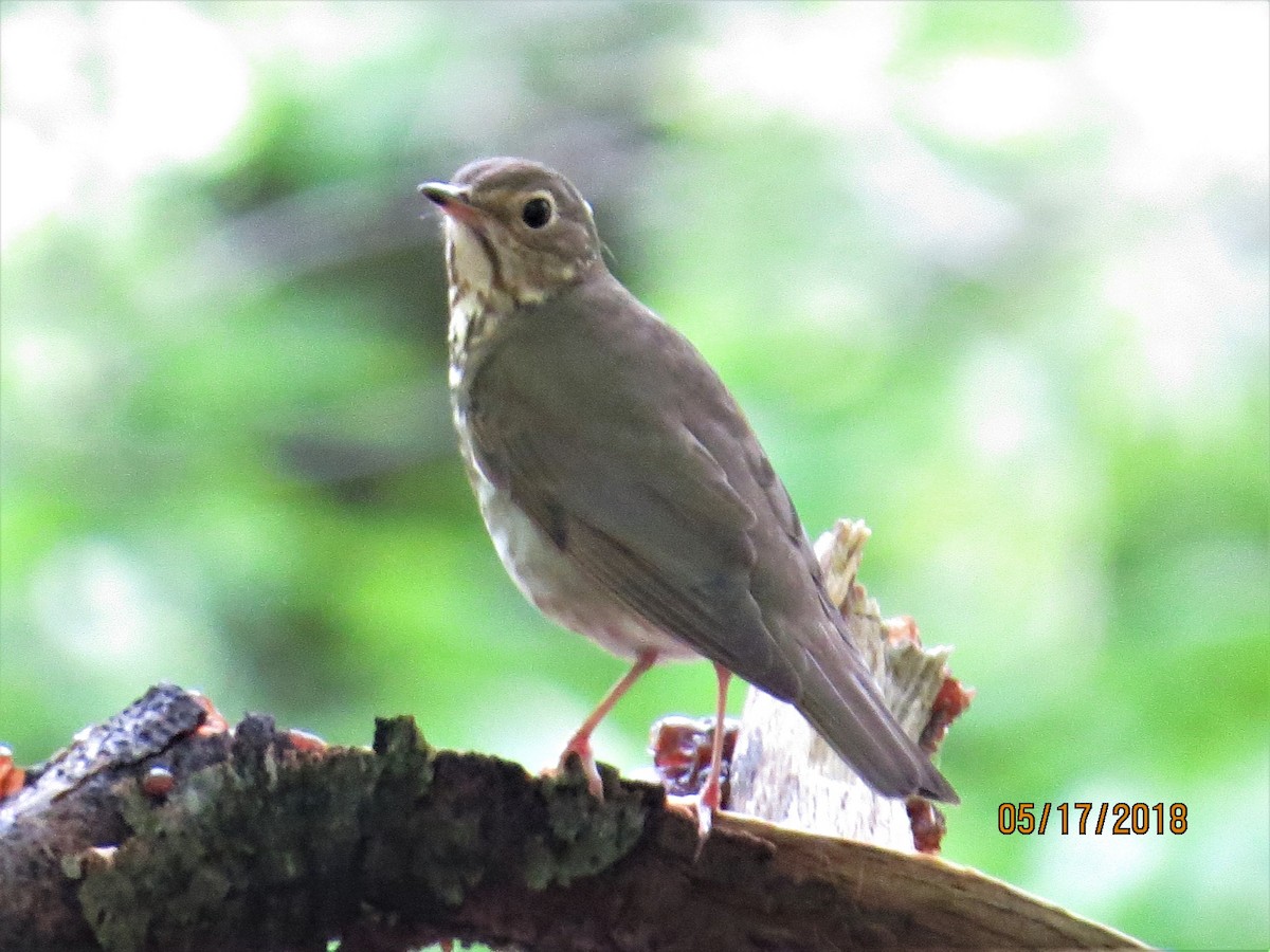 Swainson's Thrush - ML100718331