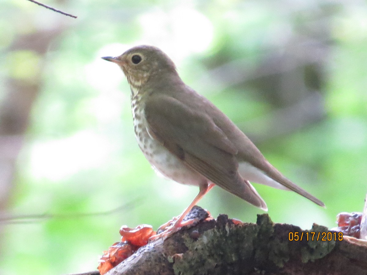 Swainson's Thrush - ML100718531
