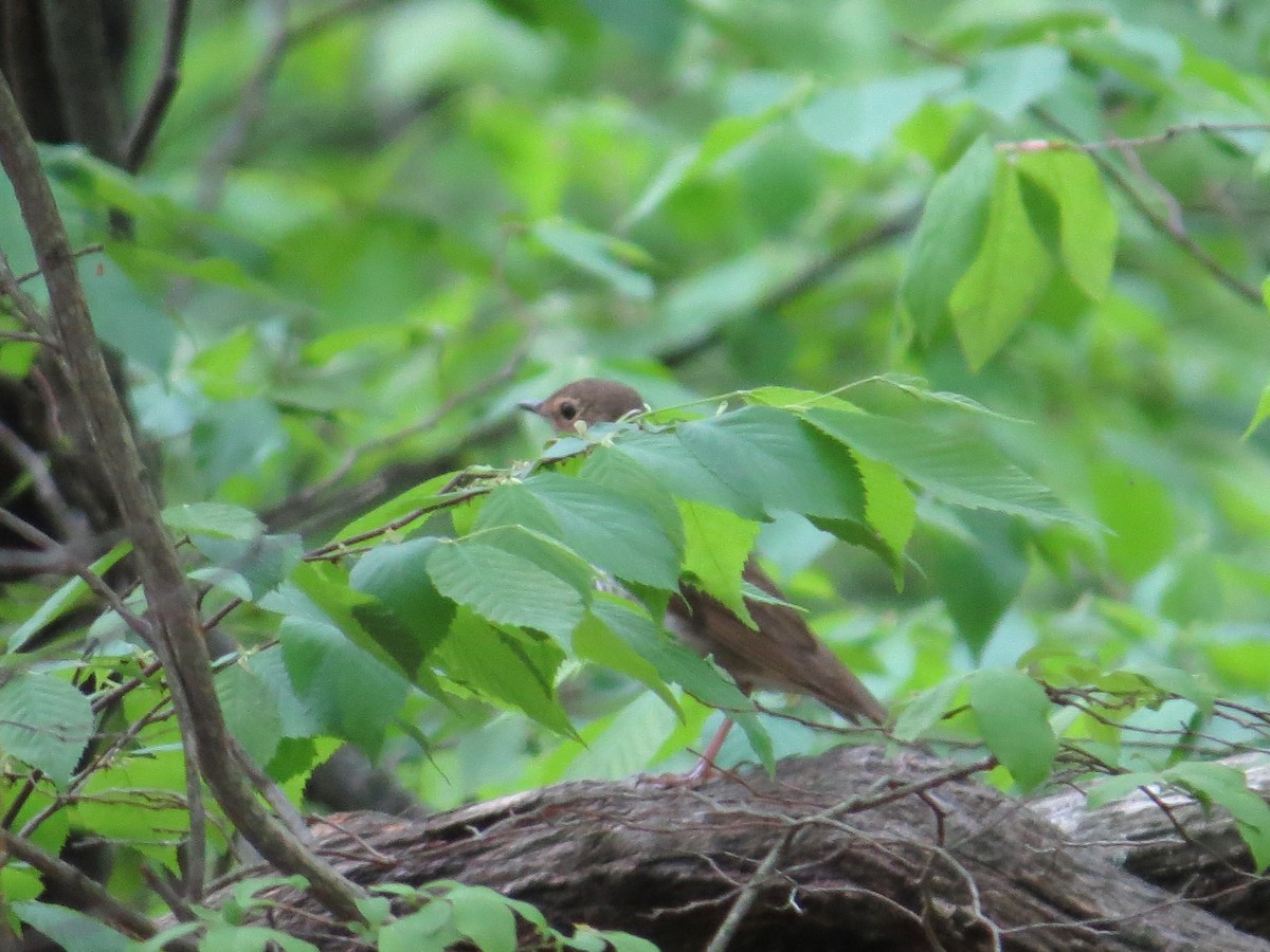 Swainson's Thrush - ML100718731