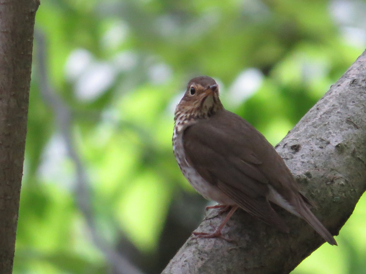 Swainson's Thrush - ML100718881
