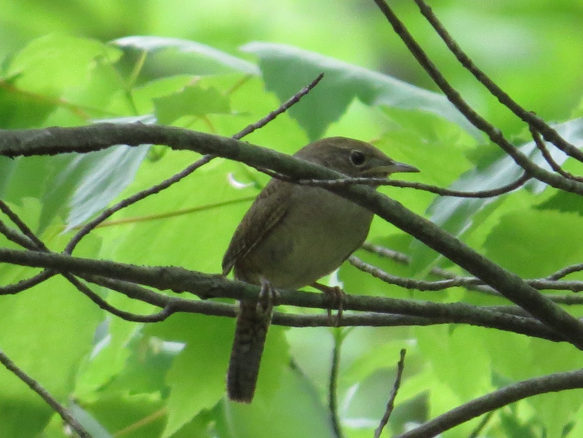 Northern House Wren - ML100719161
