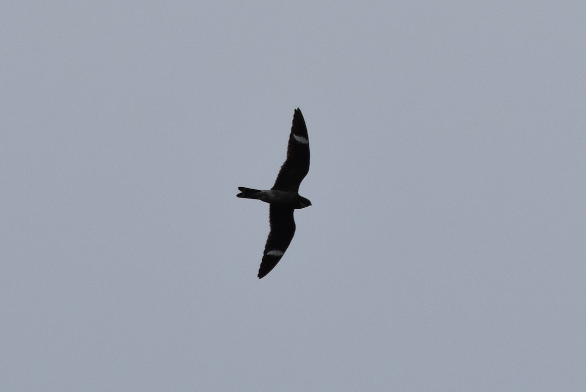 Common Nighthawk - ML100719331