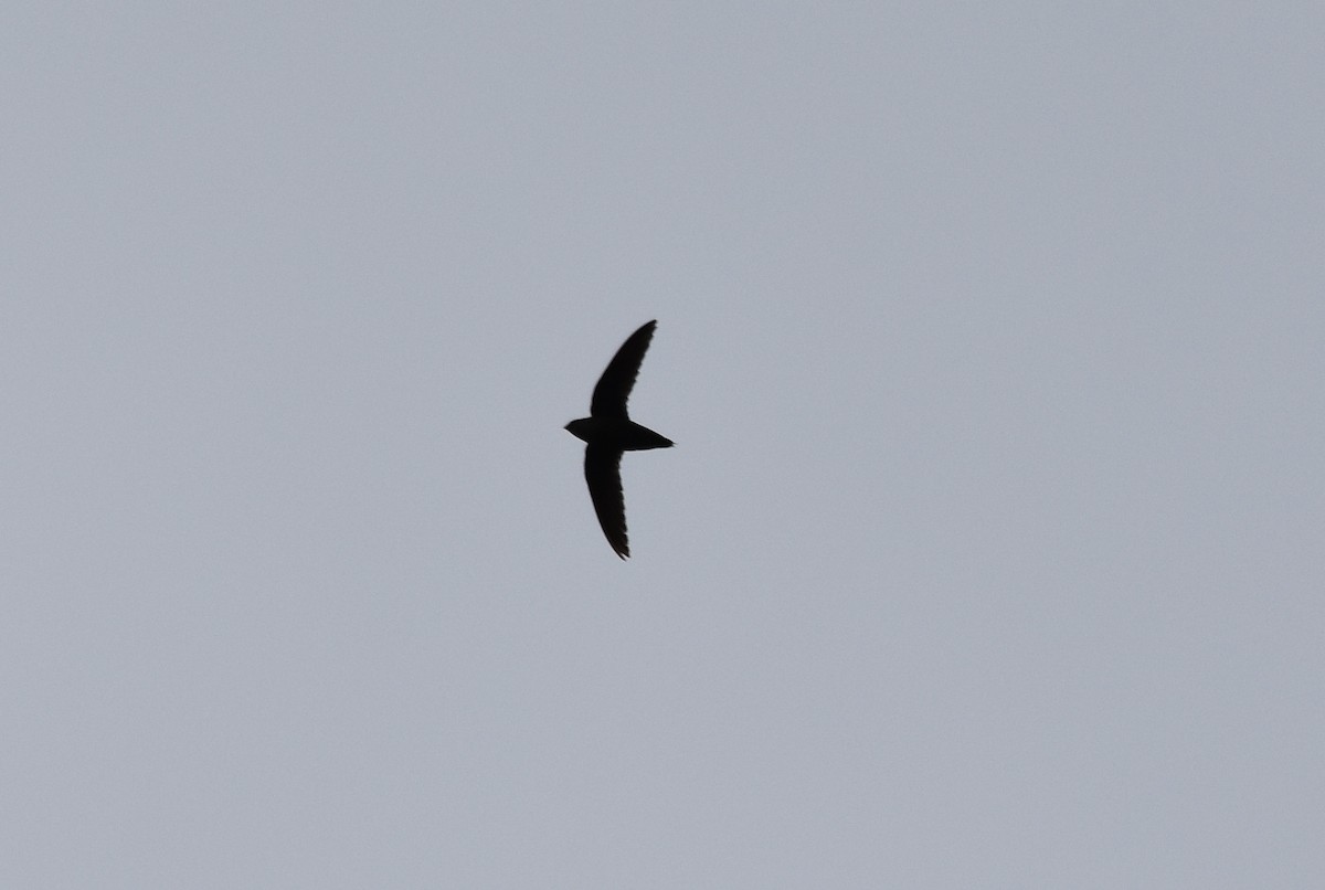 Chimney Swift - ML100719401