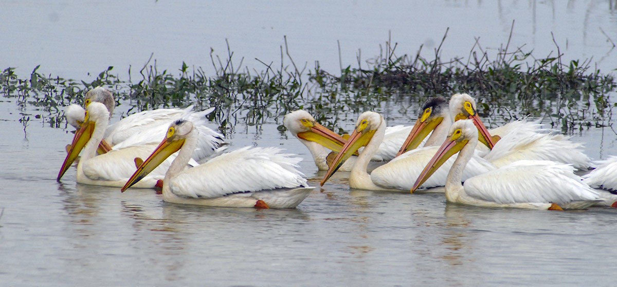 American White Pelican - ML100719411