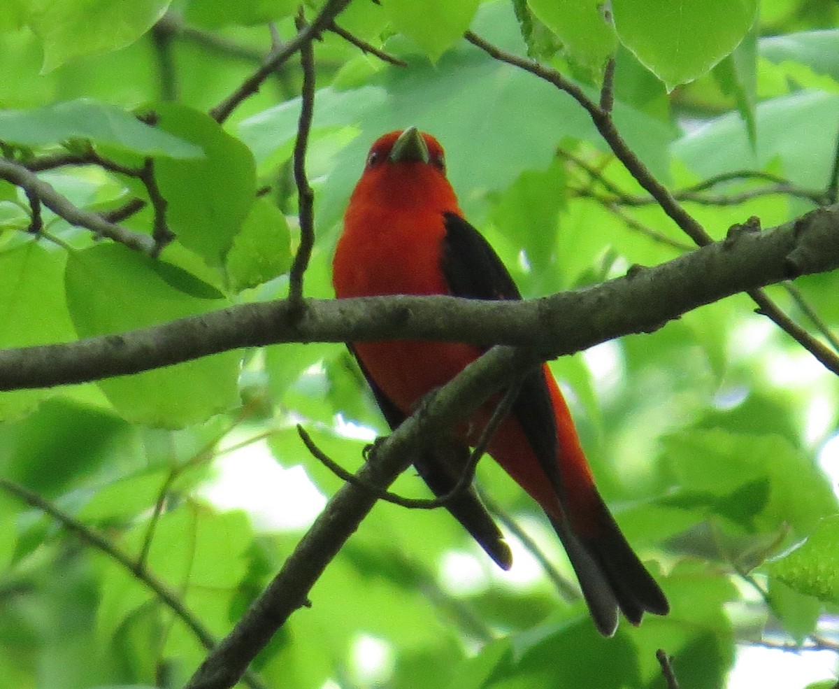 Scarlet Tanager - ML100719571