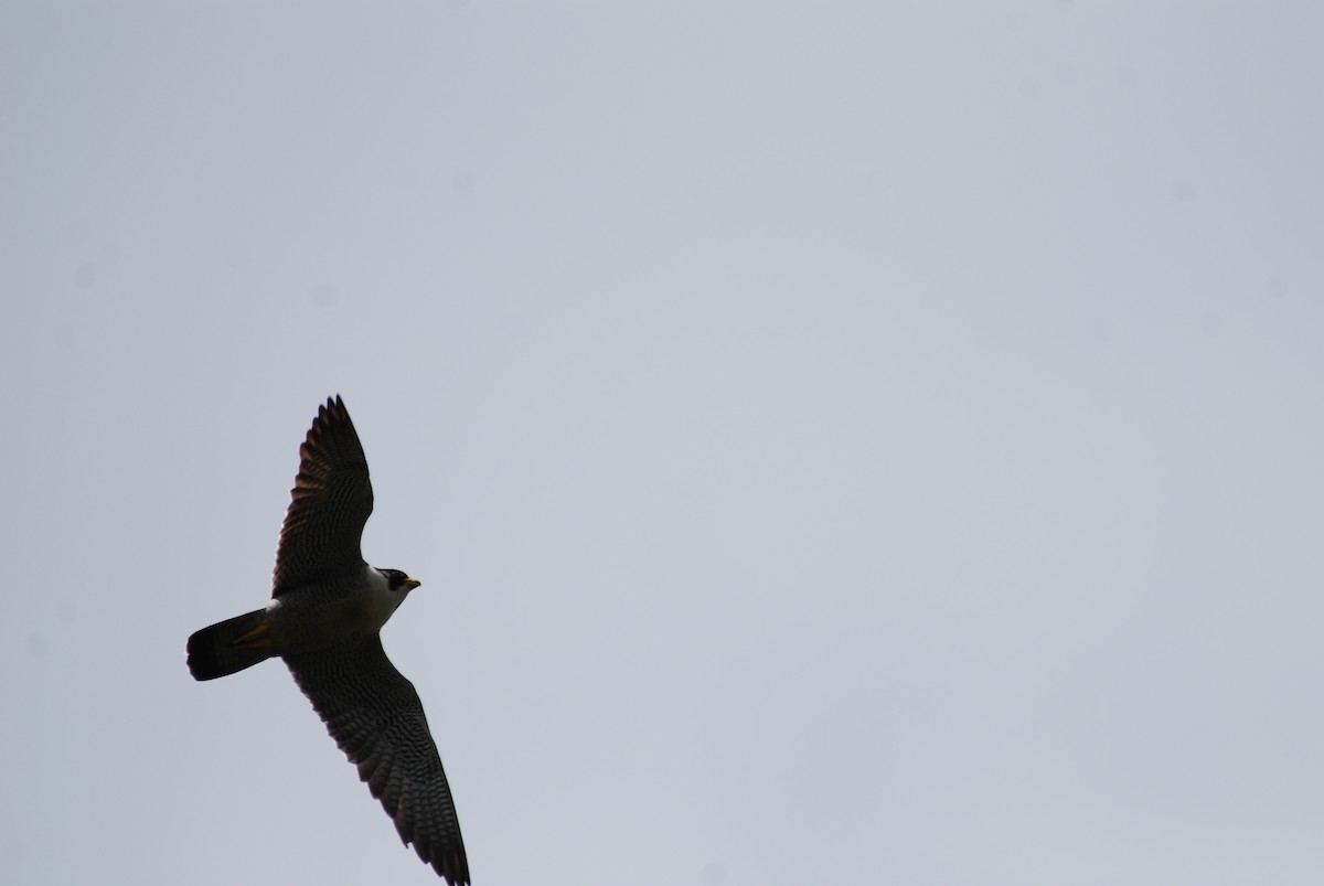 Peregrine Falcon - ML100720081