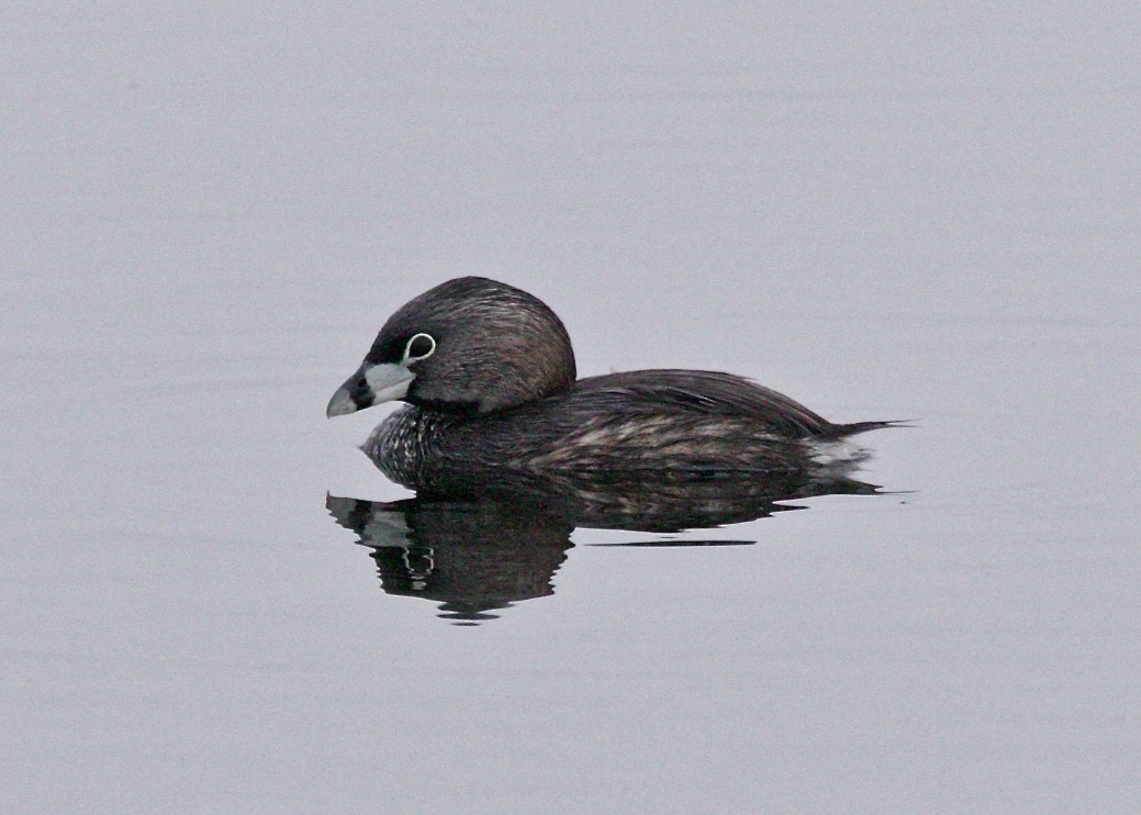 Pied-billed Grebe - ML100722441