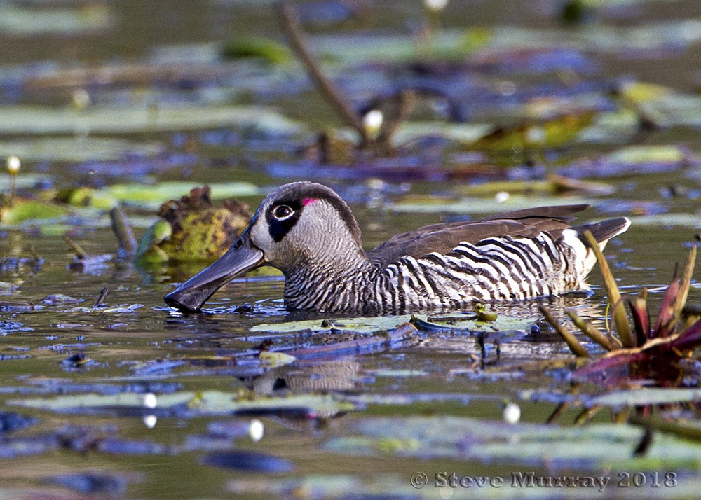 Pink-eared Duck - ML100722471