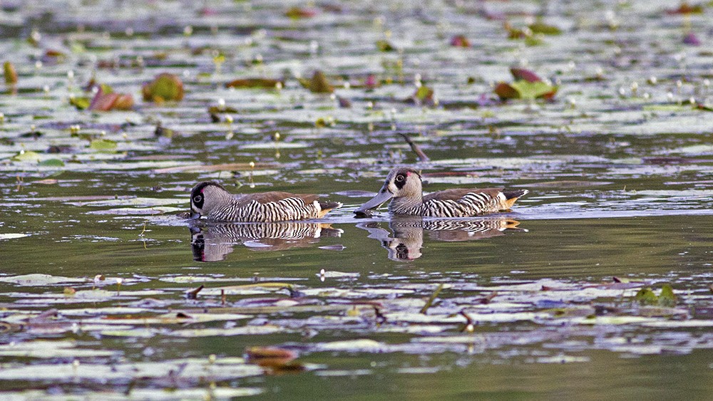 Pink-eared Duck - ML100722481