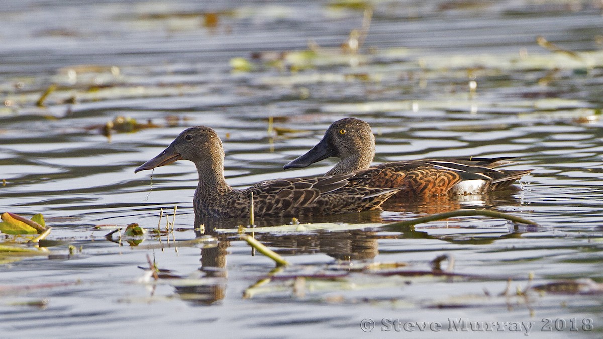 Australasian Shoveler - Stephen Murray