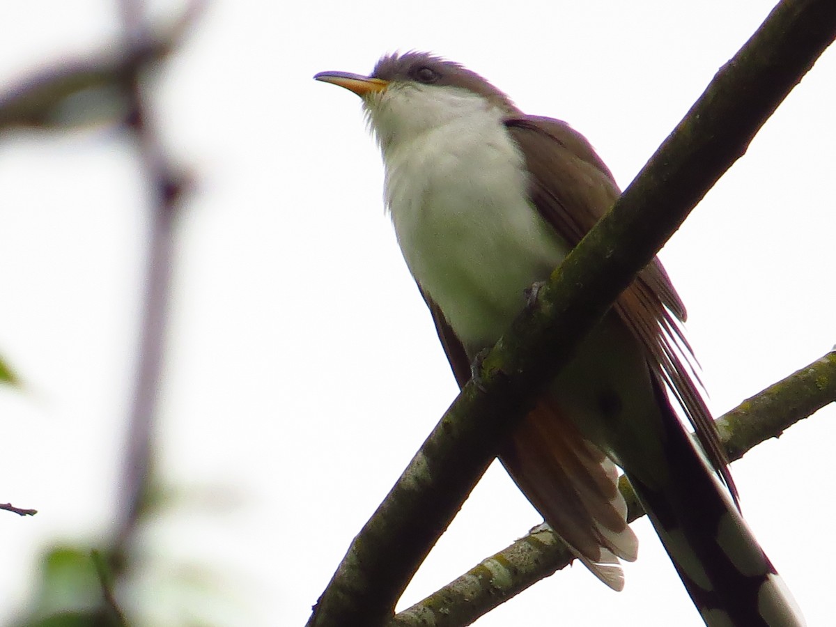 Yellow-billed Cuckoo - ML100723551