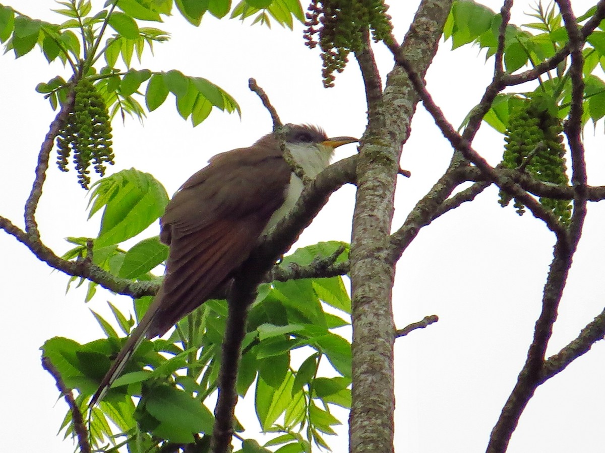 Yellow-billed Cuckoo - ML100723701