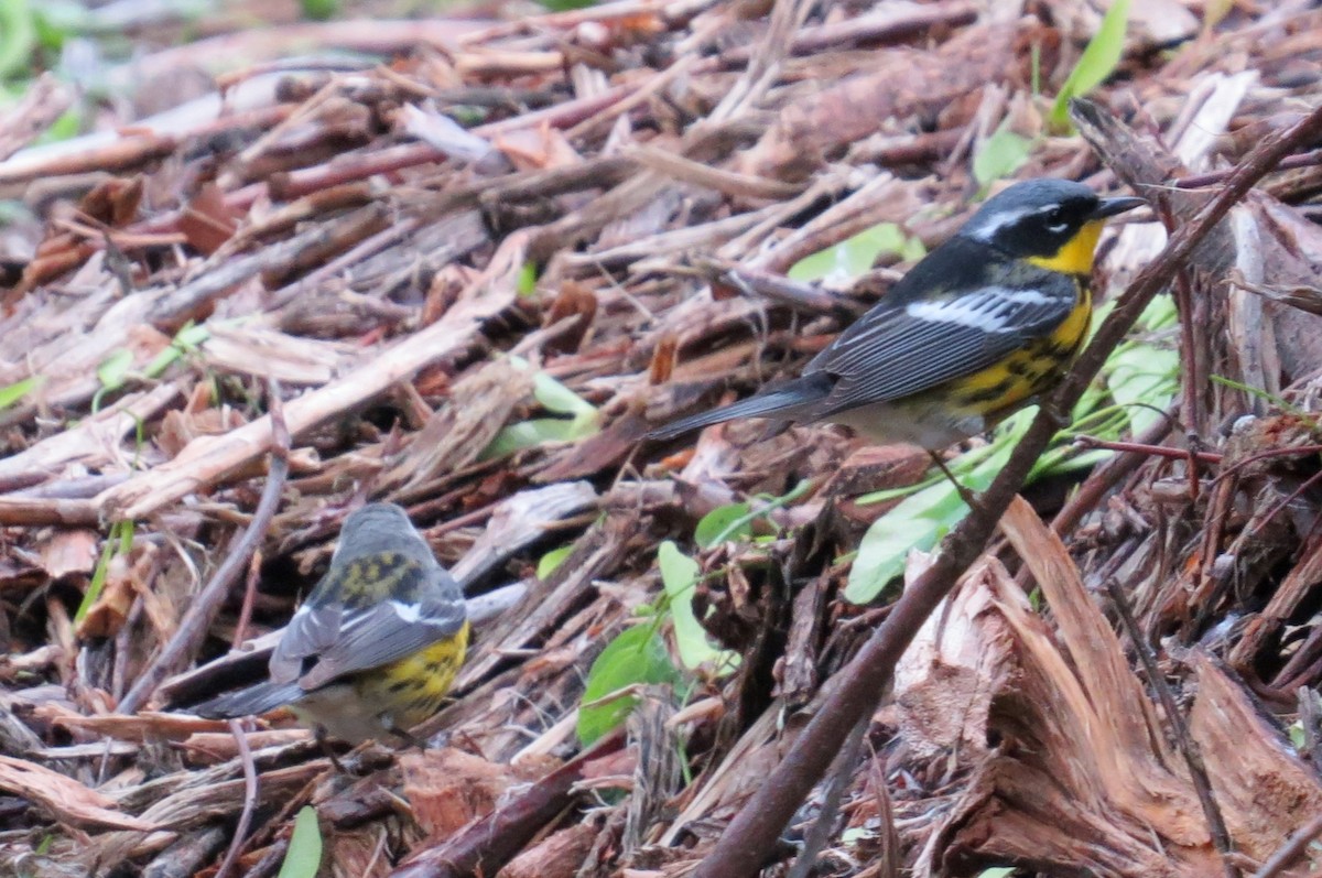 Magnolia Warbler - ML100724661