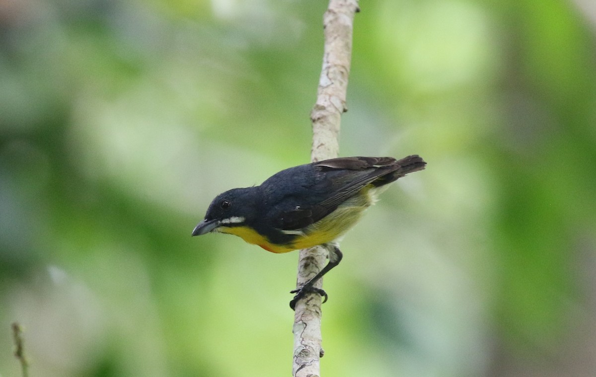 Palawan Flowerpecker - Bruce Purdy