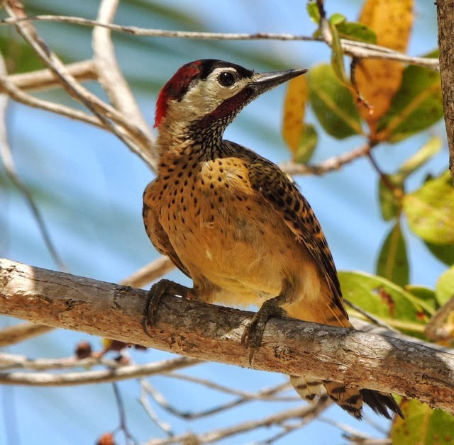 Spot-breasted Woodpecker - ML100726531