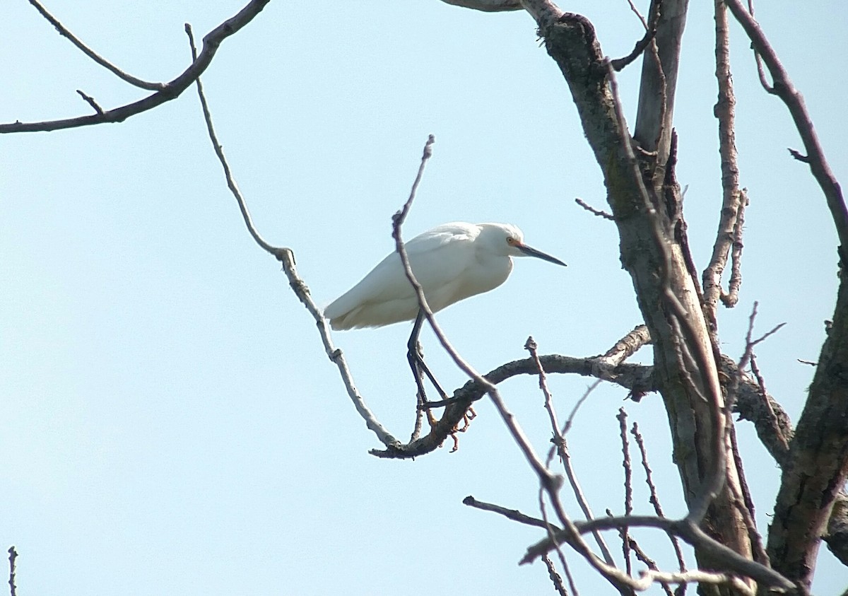 Snowy Egret - Deborah Dohne