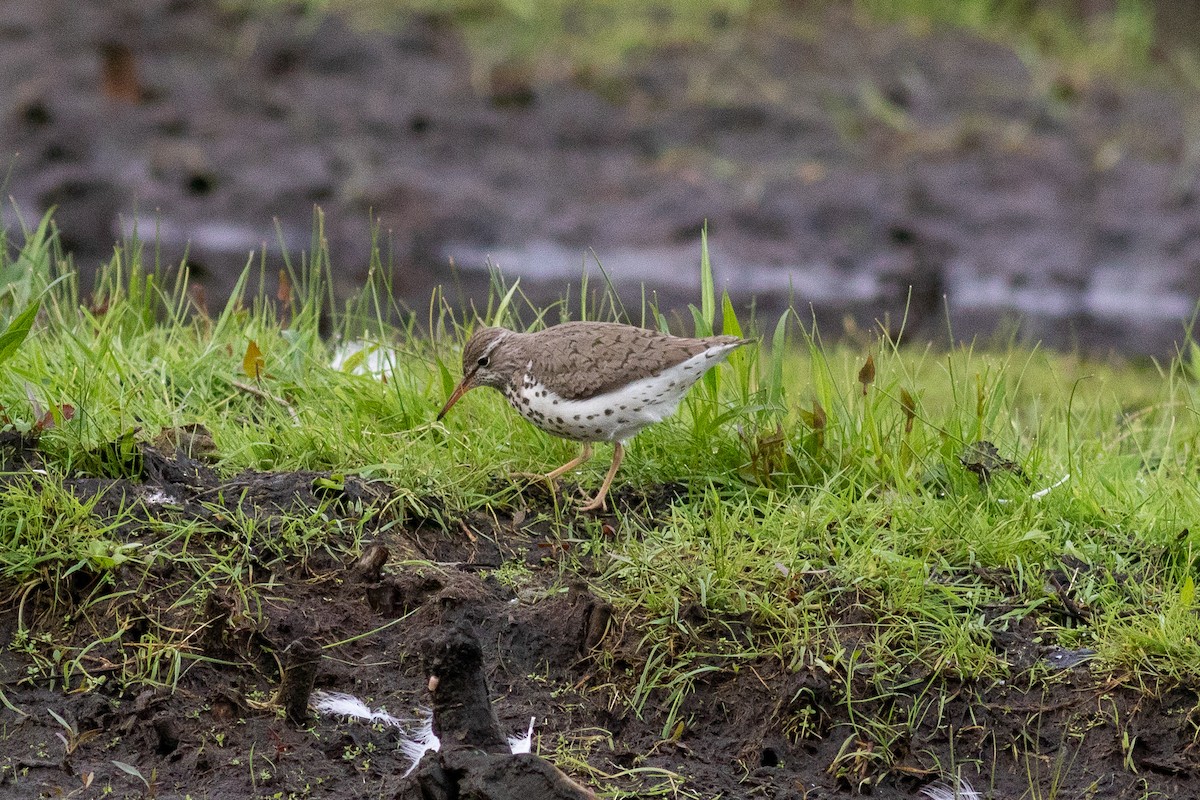 Spotted Sandpiper - Eric Zawatski