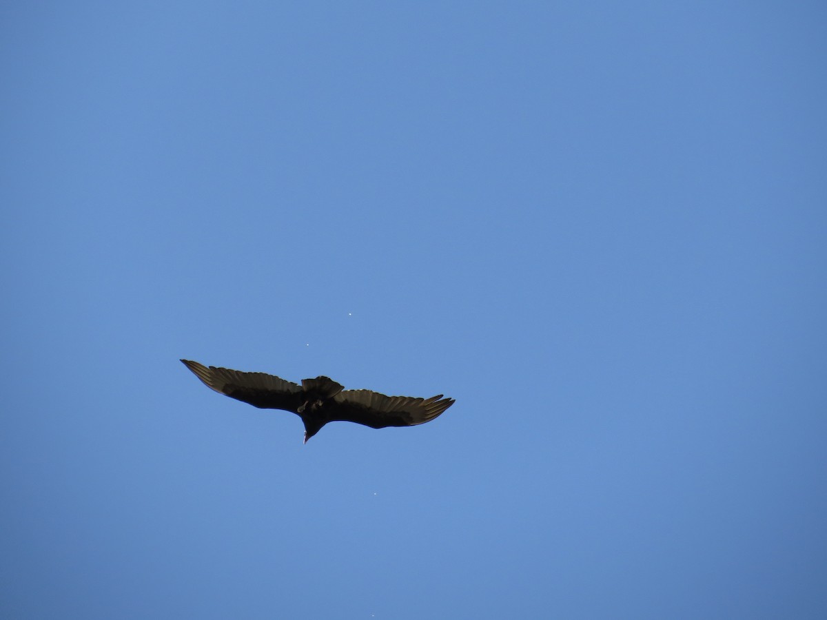 Turkey Vulture - Kimberly Rohling