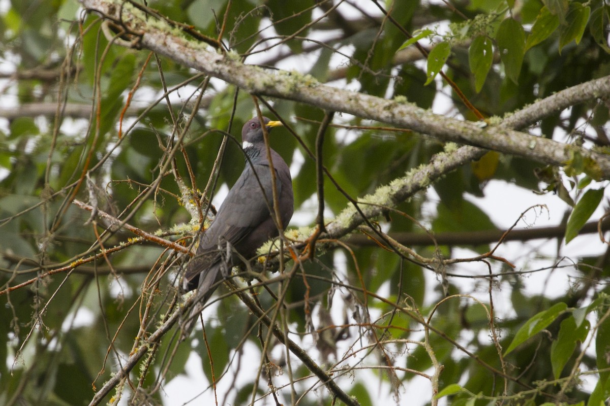 Band-tailed Pigeon - ML100736151