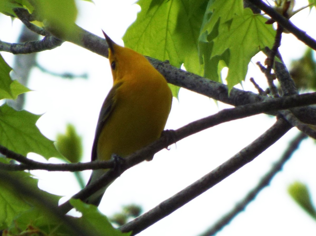 Prothonotary Warbler - Heather Rutledge