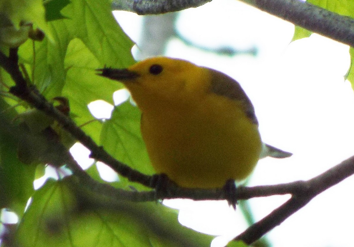 Prothonotary Warbler - ML100737441
