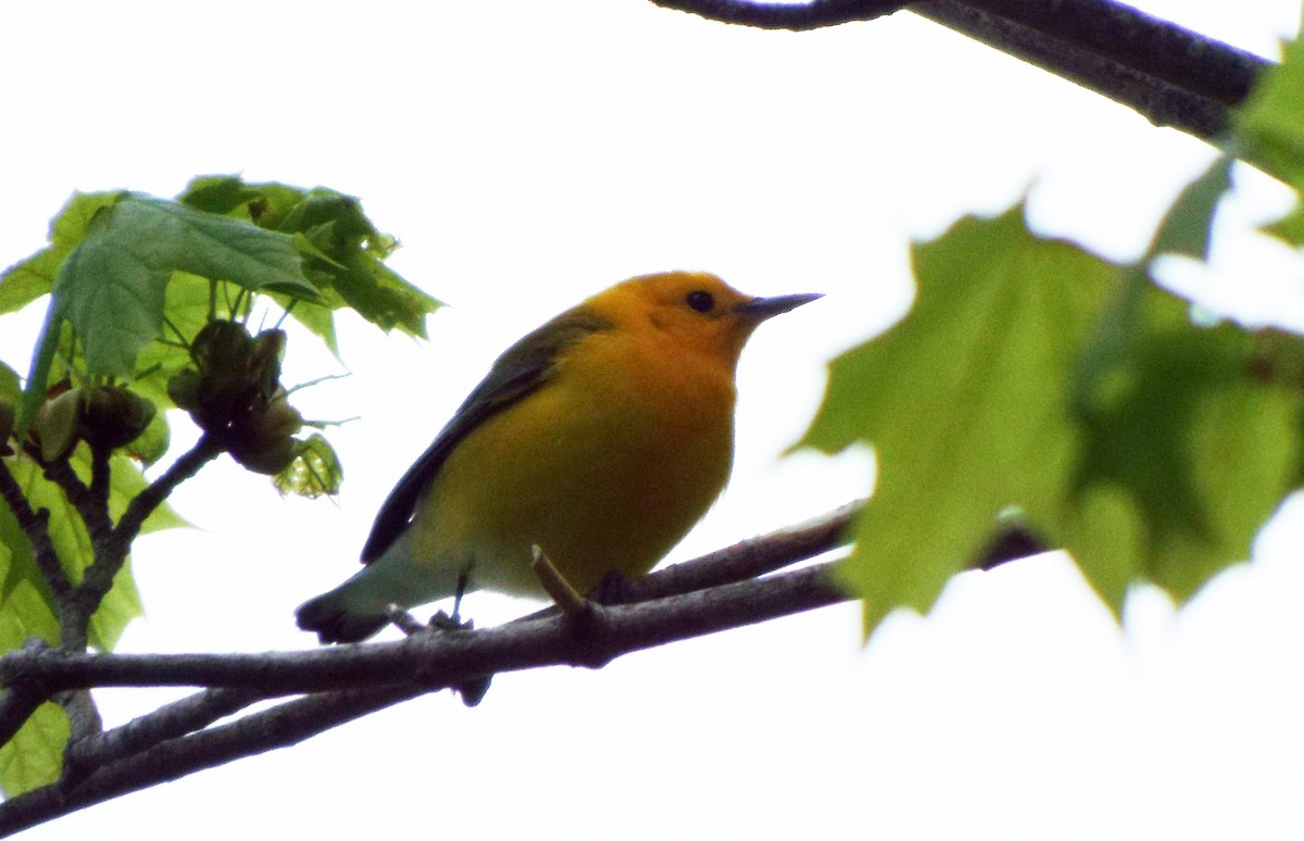 Prothonotary Warbler - Heather Rutledge