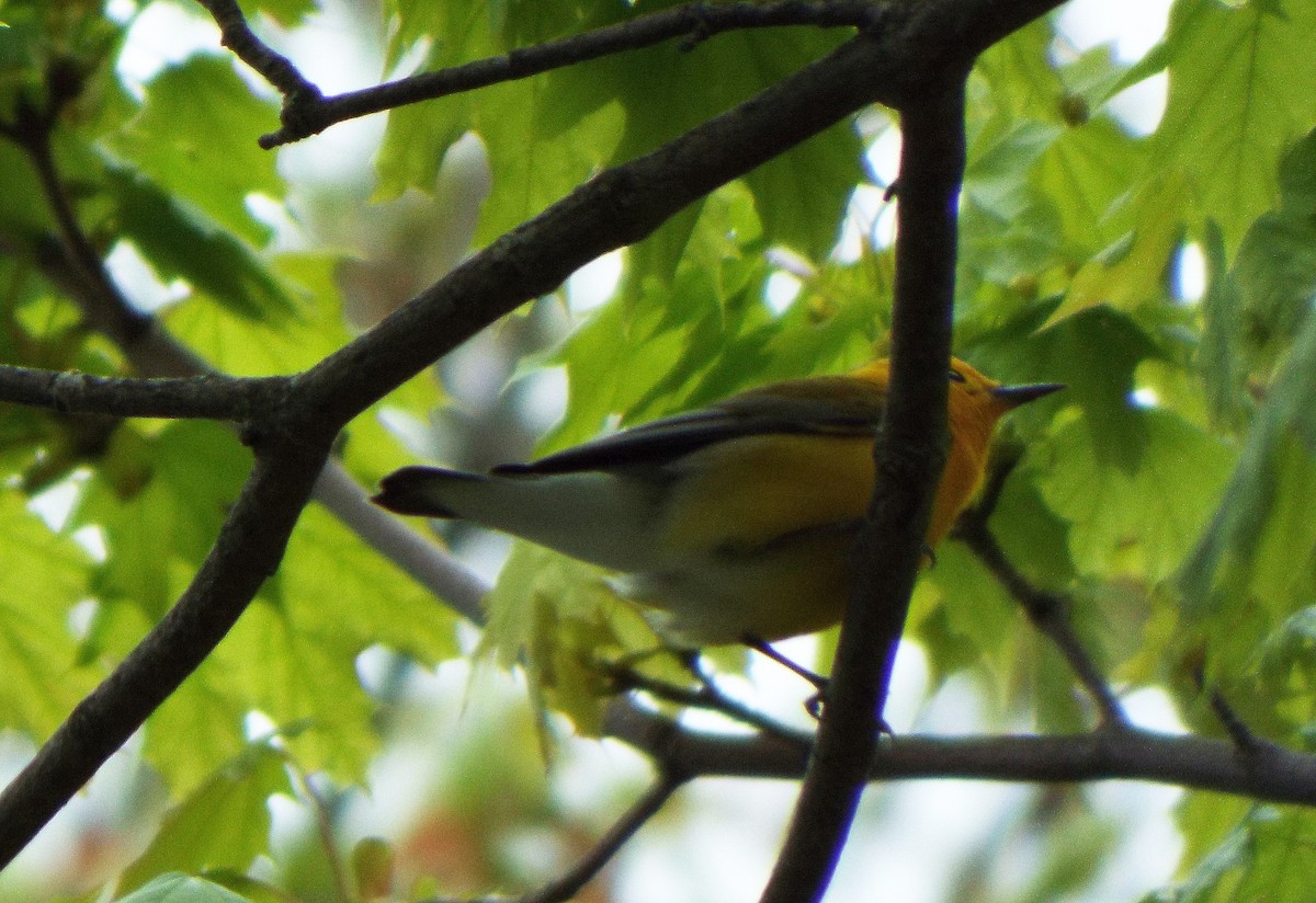 Prothonotary Warbler - ML100737461