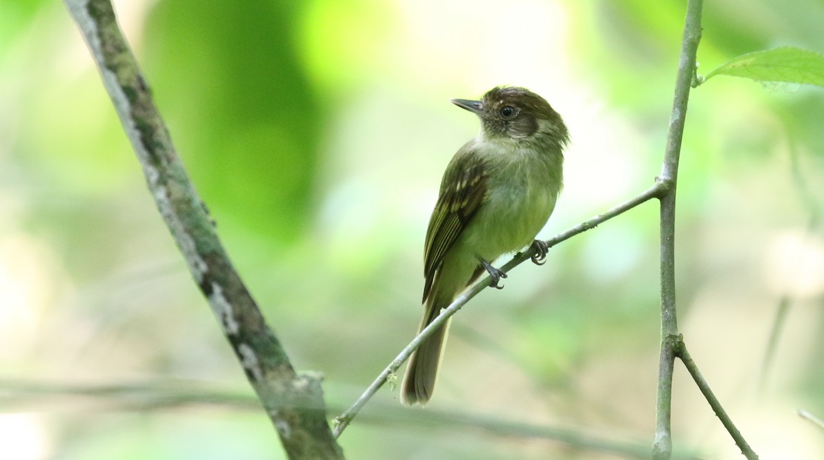 Sepia-capped Flycatcher - ML100739331