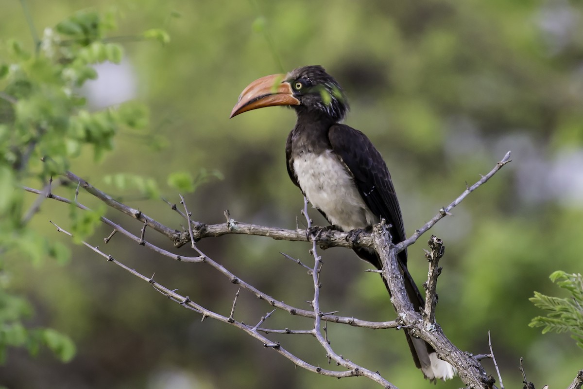 Crowned Hornbill - Thomas Kallmeyer