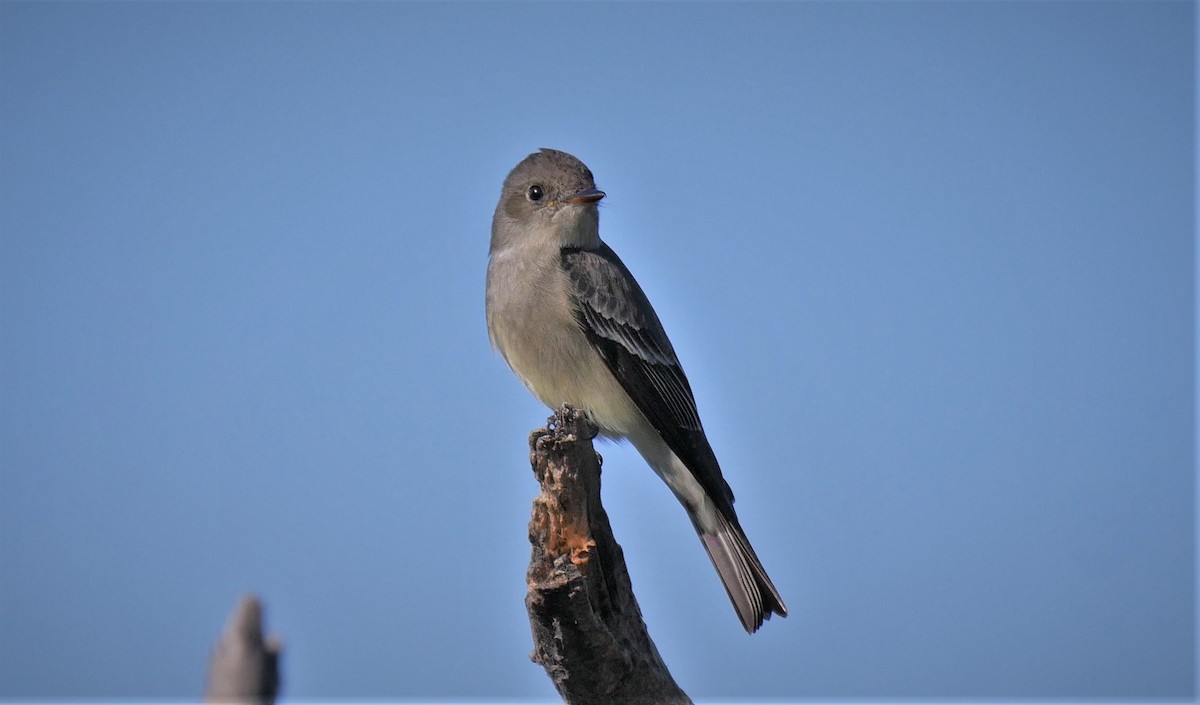 Western Wood-Pewee - ML100740661