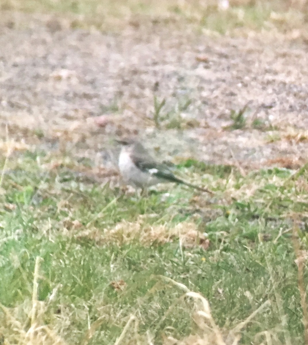 Northern Mockingbird - Bill Greaves