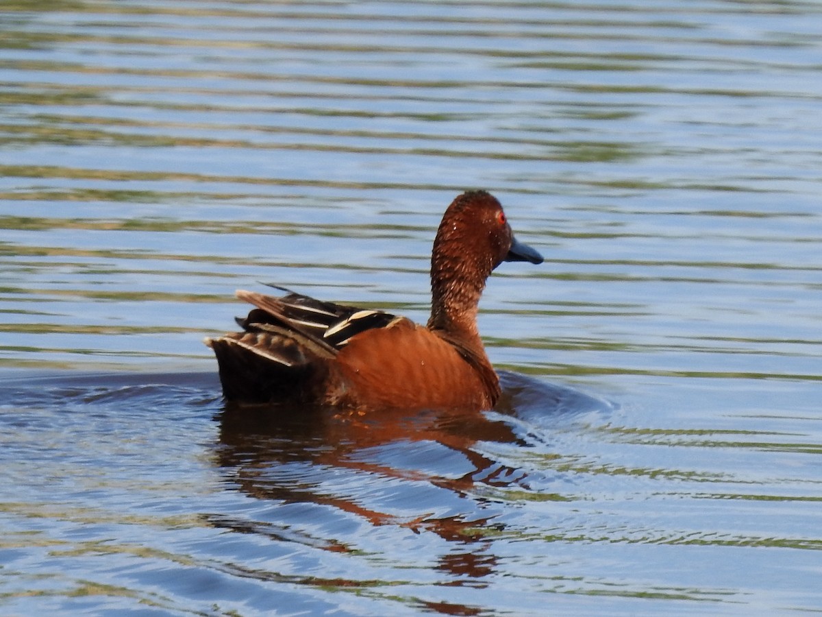 Cinnamon Teal - ML100745801