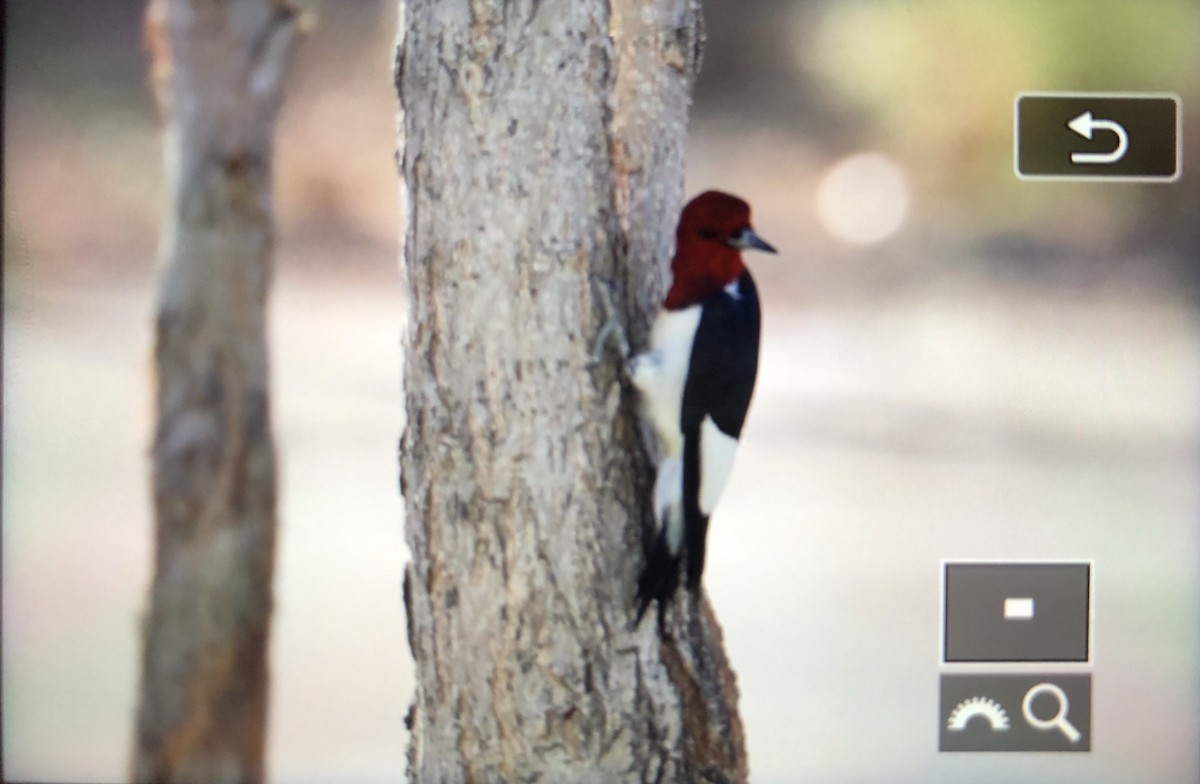 Pic à tête rouge - ML100746291