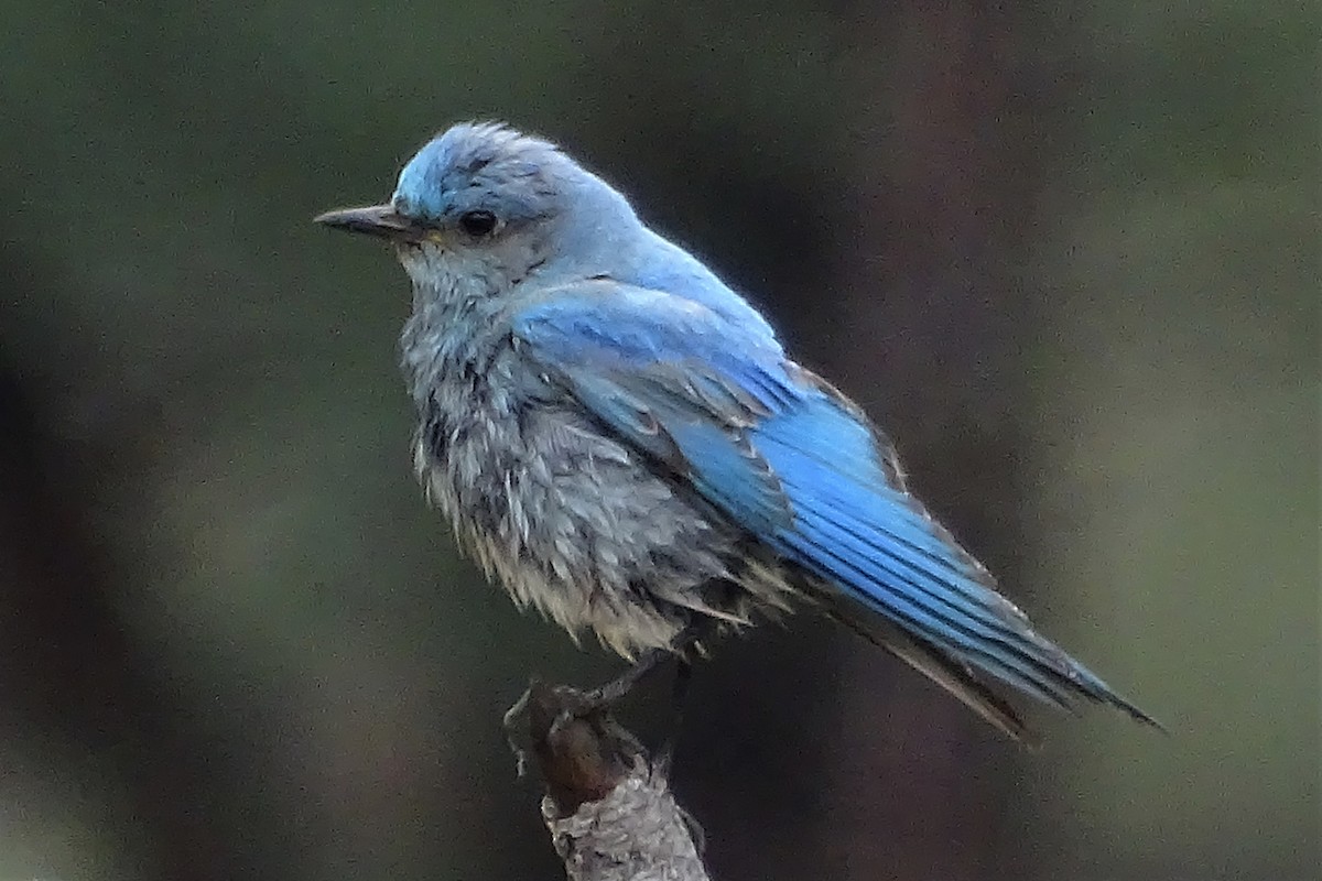 Mountain Bluebird - ML100746341