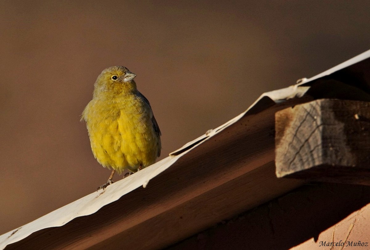 Greenish Yellow-Finch - marcelo muñoz