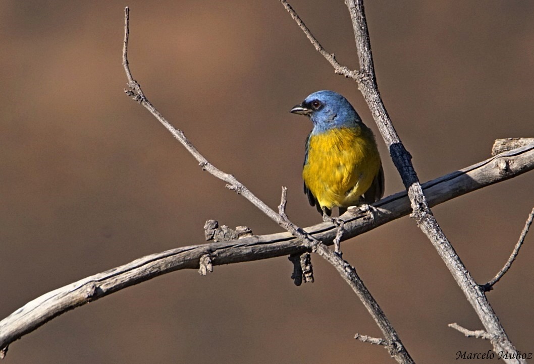 Blue-and-yellow Tanager - marcelo muñoz