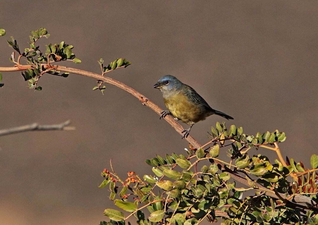 Blue-and-yellow Tanager - ML100746591